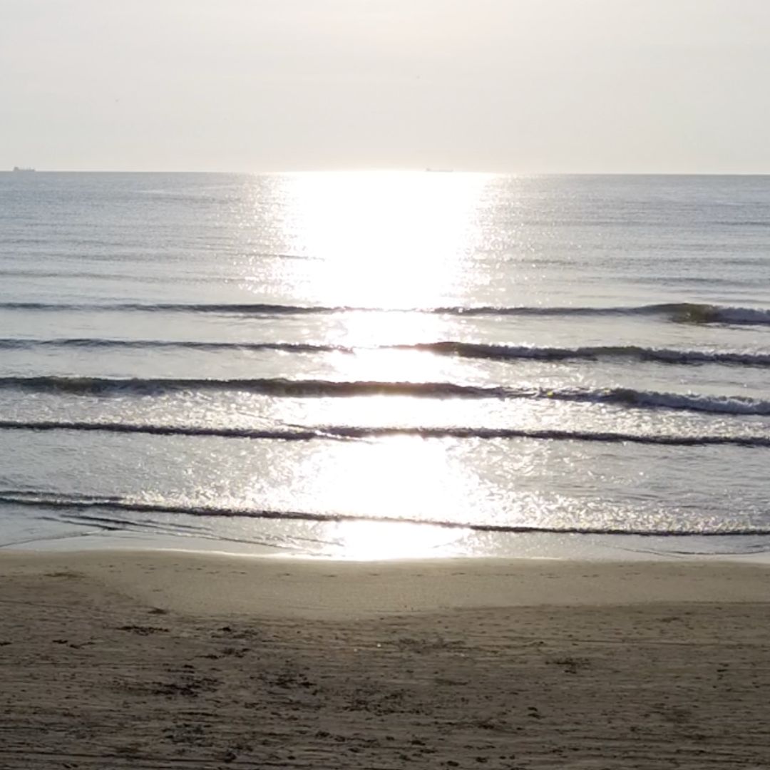 Aparece un Delfín sin Vida en Playa de Villa Allende, al Sur de Veracruz